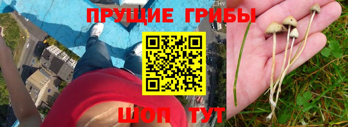 Псилоцибиновые грибы Psilocybe  Вход с VPN  Саяногорск  Галлюциногенные грибы Psilocybine cubensis 